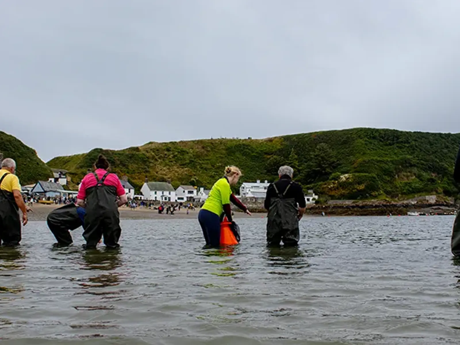 [A group of volunteers are standing in the sea at Porthdinllaen collecting seagrass seeds. They are wearing waders. A member of Project Seagrass staff is showing a volunteer what they are looking for, In the background are a range of buildings in Porthdinllaen.